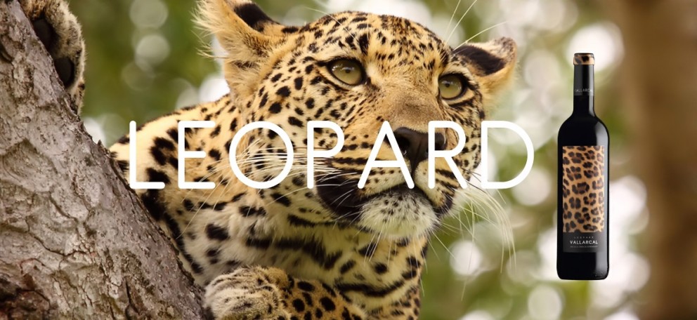 leopard
