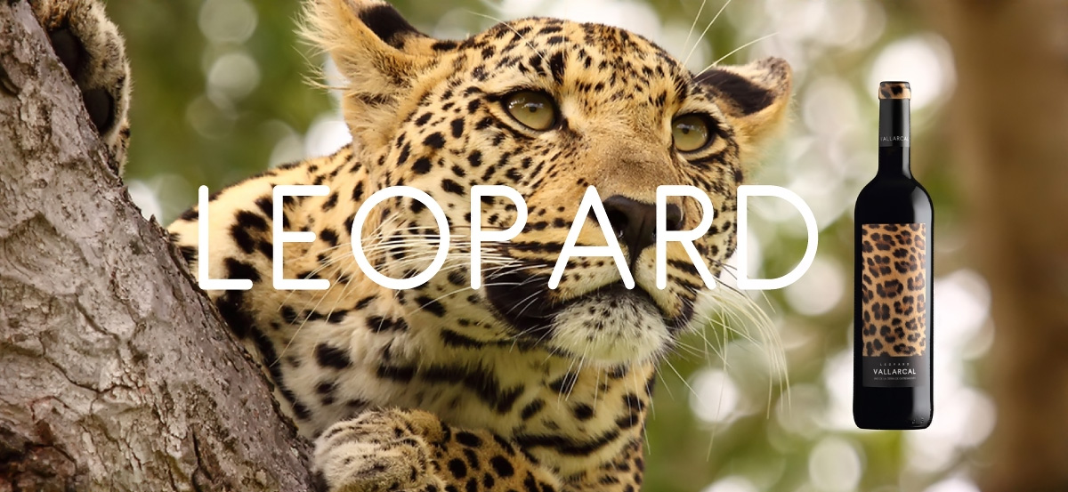leopard